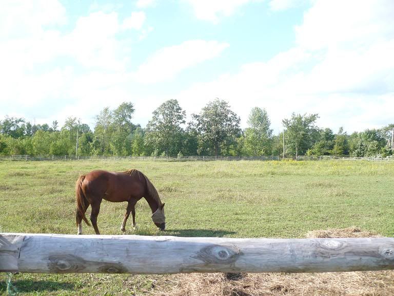 luna_fence_aug2009.jpg