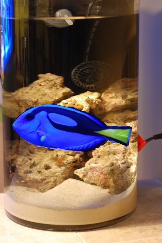 My PicoVase Project Reef Central Online Community