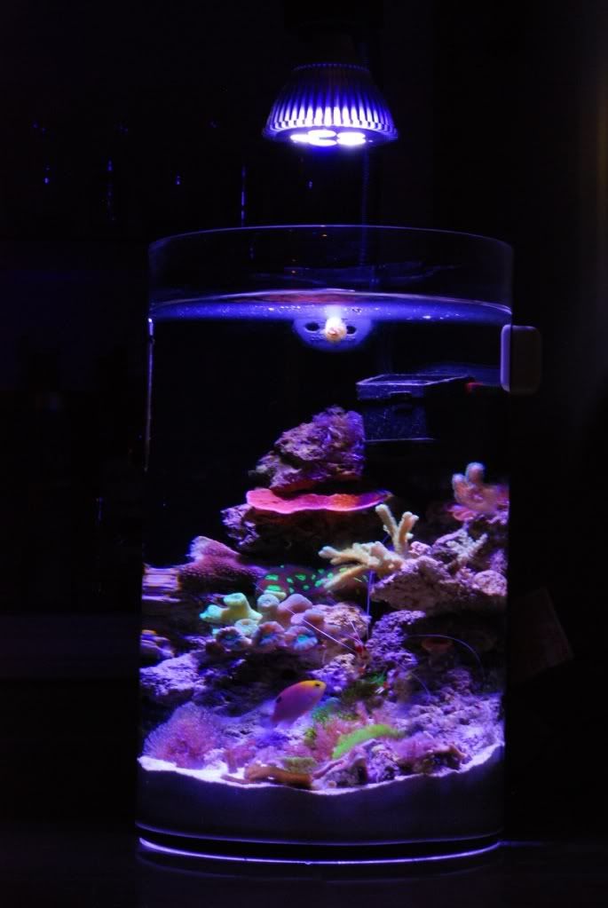 My PicoVase Project Reef Central Online Community