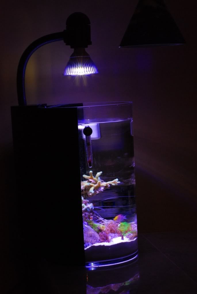 My PicoVase Project Reef Central Online Community