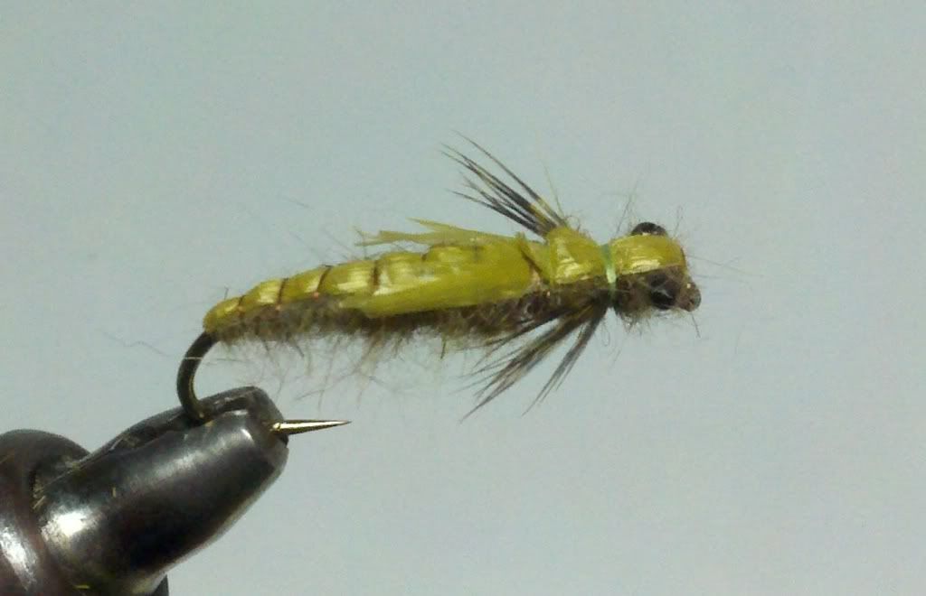 Dragonfly nymph  Pennsylvania Fly Fishing
