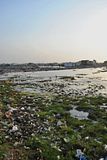 Wetland Wasteland