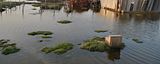 Swamp consruction