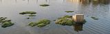 Swamp thing