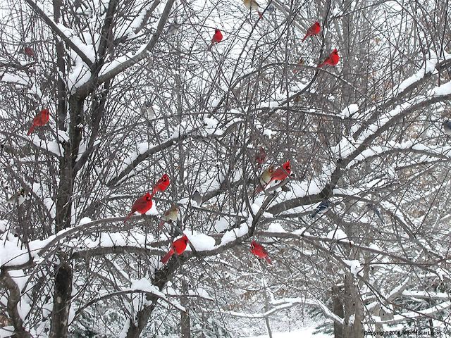 birds and snow