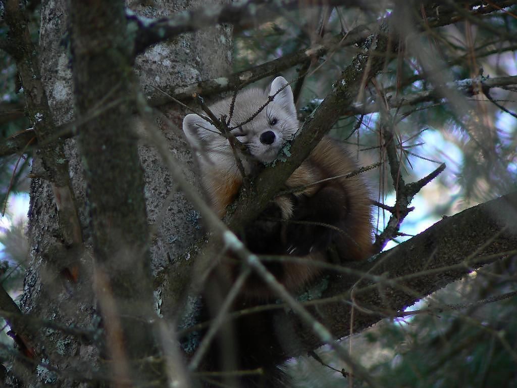 IMAGE: http://i892.photobucket.com/albums/ac129/bud8_photos/Cutie_zpsbhqejbok.jpg