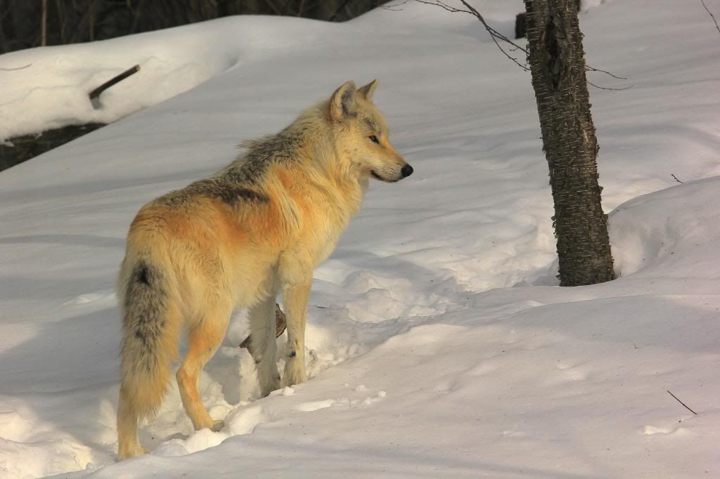 IMAGE: http://i892.photobucket.com/albums/ac129/bud8_photos/IMG_6286_zps05d0eb91.jpg