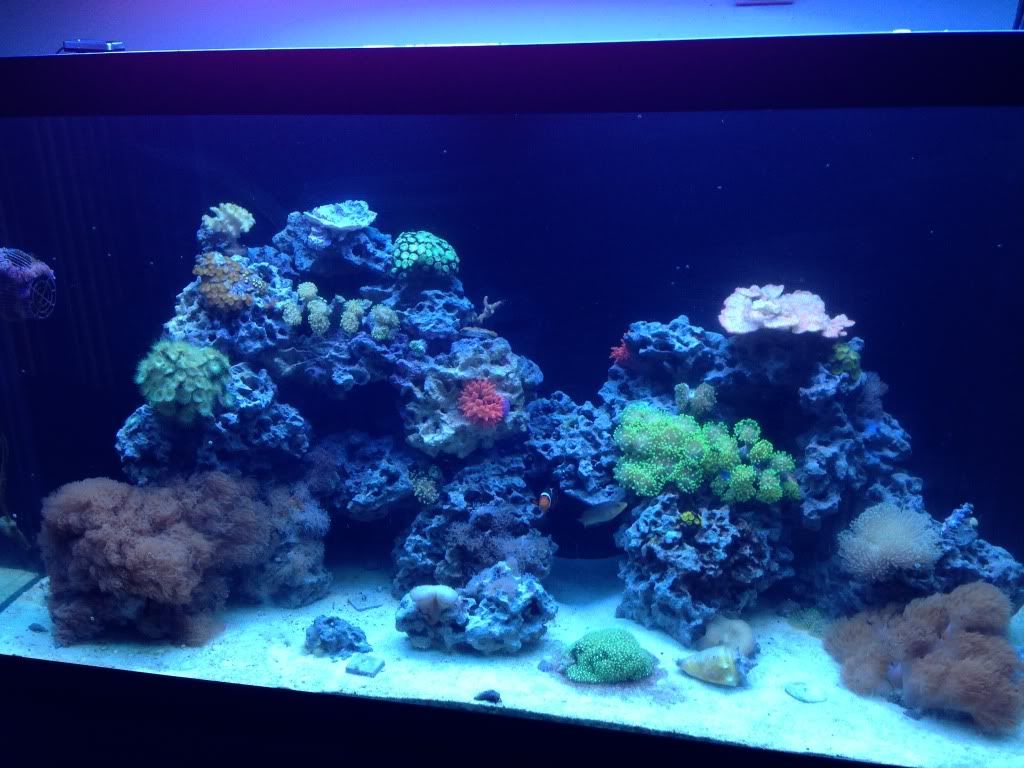 photo - 90 Gal Reef Moving Sale - Everything Must Go